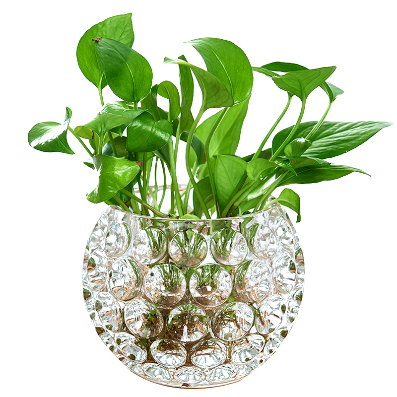 水培器皿创意玻璃花盆水养植物瓶透明花器绿萝铜钱草花瓶圆形容器