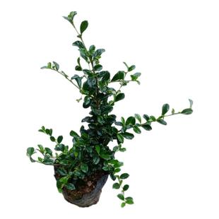 福建茶苗盆栽花卉常绿植物花期长庭院园林绿篱小苗围栏灌木树苗