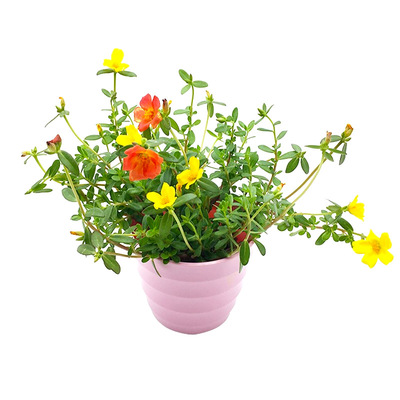 太阳花种子格桑花一年四季播种易成活重瓣种籽子孑满天星花籽室外