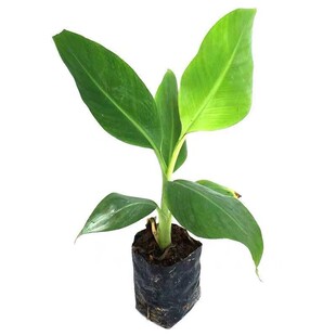 香蕉苗树矮化粉蕉苗当年结果南北方种植四季粉蕉香蕉树苗带土带叶