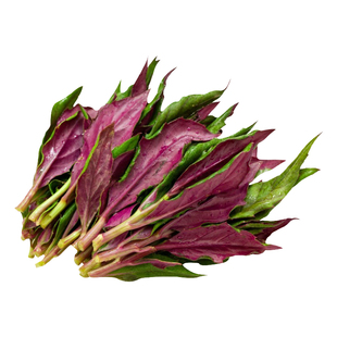 苗师傅种苗 紫背天葵苗 紫/红背菜 观音菜阳台庭院四季盆栽蔬菜苗