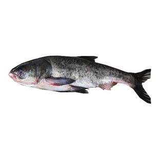 北京密云2025开河鱼正宗鲢鳙鱼花鲢大头鱼胖头鱼假一赔十新鲜捕捞