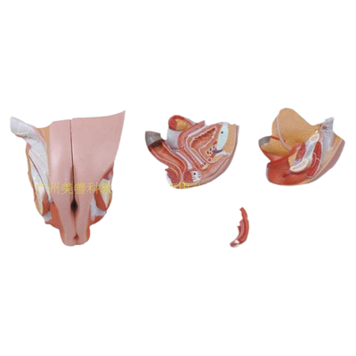 生殖系统美善模型人体解剖教具