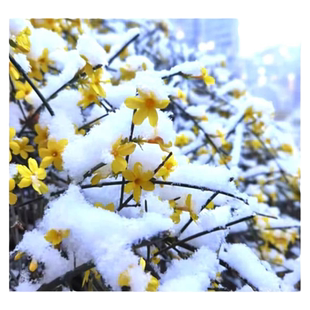 迎春花树苗盆景高杆探春花庭院盆栽攀援爬藤垂吊类花卉报春花植物