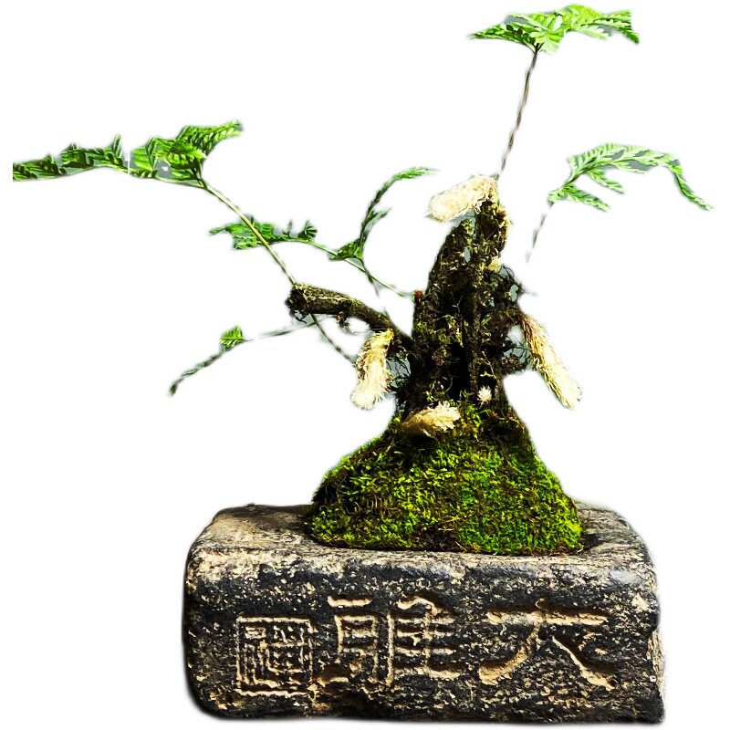 老桩狼尾蕨素雅绿植易养美观
