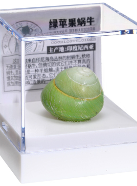海洋贝壳标本匣绿苹果蜗牛黄蜡芋螺创意桌面收藏摆件孩子生日礼物