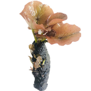 红荷根睡莲会开花的水草日本荷根鱼缸淡水增氧净化水质新手不用碳