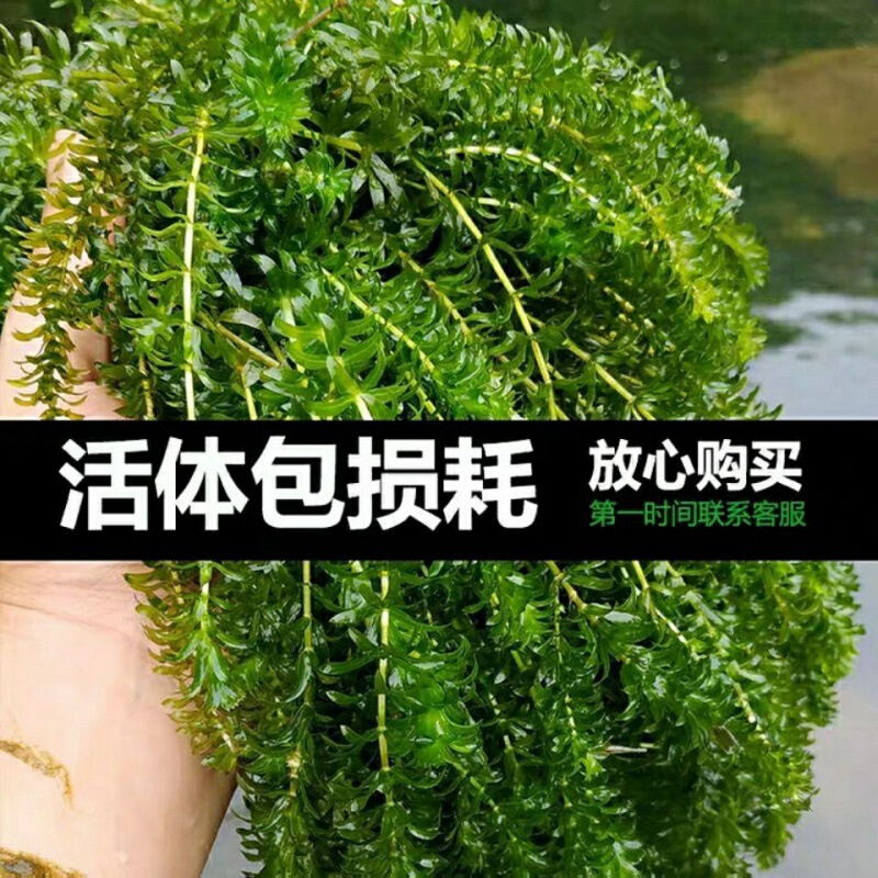 新款水草淡水草绿植物鱼缸水族箱龟缸真草养乌龟池蜈蚣草水芙蓉小