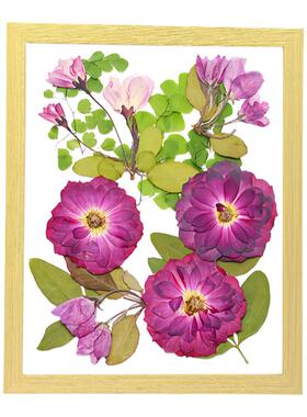真树叶植物标本干花压花材料组合