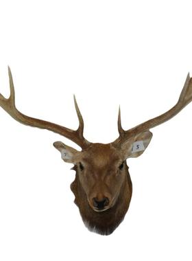 美式真鹿角真鹿头标本T5酒吧酒窖茶楼样板间居家会所动物招财装饰