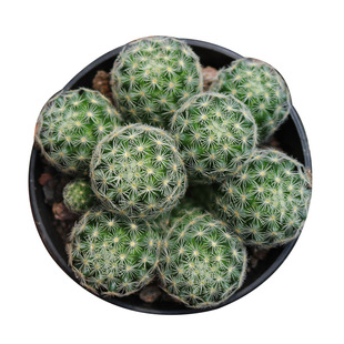 实生吉赛尔仙人球多头群生开花好养仙人掌多肉办公室阳台小盆栽