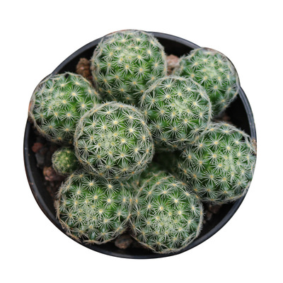 花田舍好养实生开花美观仙人球