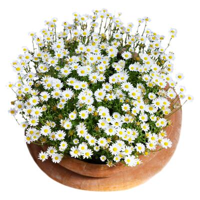 花种子小雏菊籽播开种子