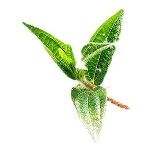 新鲜现挖雾水葛 糯米藤捆仙绳咄脓膏糯米菜 捆仙绳玄麻根红米藤根