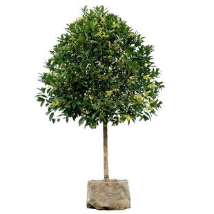 丁香花树苗盆栽阳台庭院浓香室内外四季花卉耐寒绿植物紫丁香花苗