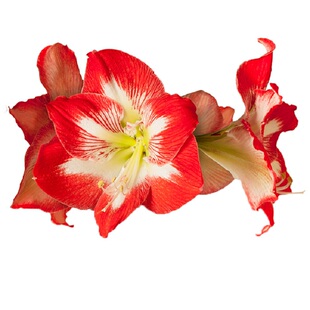 左家花园 进口秘鲁朱顶红种球 多年生球根花卉花园阳台包开花对版