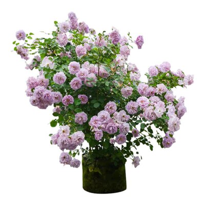 蔷薇花苗藤本月季花树大苗庭院爬