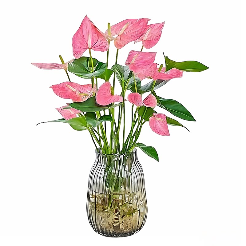 水培植物粉掌带花红掌盆栽室内客厅好养活四季开鲜花一帆风顺花卉