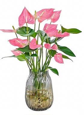 水培植物粉掌带花红掌盆栽
