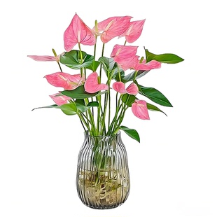 水培植物粉掌带花红掌盆栽室内客厅好养活四季开鲜花一帆风顺花卉