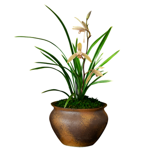 建兰兰花苗四季小桃红浓香卉盆景栽土绿带草植物花苞名贵春墨芳香