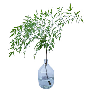 南天竹水养马醉木盆栽客厅水培植物绿植火焰蓝天竹仿真花吊钟树苗