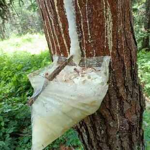 耐晒加厚单耳松油松香袋三角形袋马尾松湿地松松油袋松脂袋子超厚