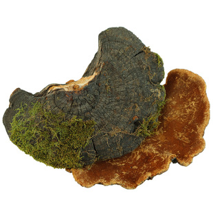 桑黄野生长白山暴马桑黄正宗丁香桑黄正品非西藏桑树灵芝整枝250g