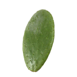 仙人掌盆栽 绿色植物 墨西哥米邦塔食用仙人掌 嫁接 陆龟美容包邮