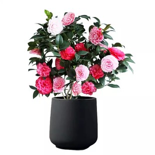 三角梅勤花大苗盆栽四季开好养不断爬藤重瓣植物室内阳台庭院树苗