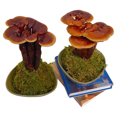 【若生花】元宝灵芝盆景活体观赏苔藓球盆栽办公室好养植物桌面