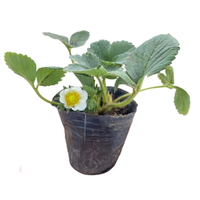 原盆草莓苗盆栽带土带果带花当年结果食用红颜牛奶草莓秧阳台带盆