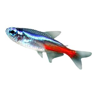 红绿灯鱼热带观赏鱼灯科鱼草缸小型淡水鱼宝莲灯鱼苗活鱼送鱼饲料