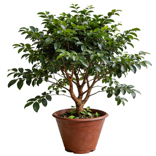 嘉宝果苗树四季艾斯卡树葡萄红妃鲜果树盆栽庭院南北种植当年结果