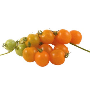 橙醋栗迷你樱桃小番茄种子抗裂高产多汁浓郁果味传家宝阳台盆栽