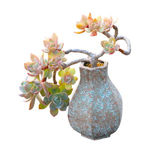 白凤仙气多肉植物造型悬崖大粗老桩包邮一物一拍向阳派园艺阳台