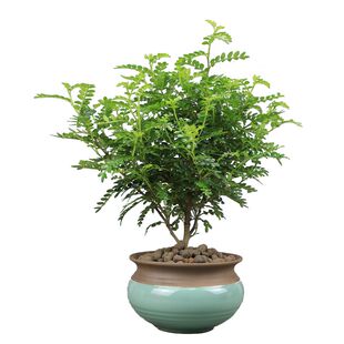 清香木盆栽树苗 驱蚊植物 胡椒木盆栽 室内老桩四季常青净化空气