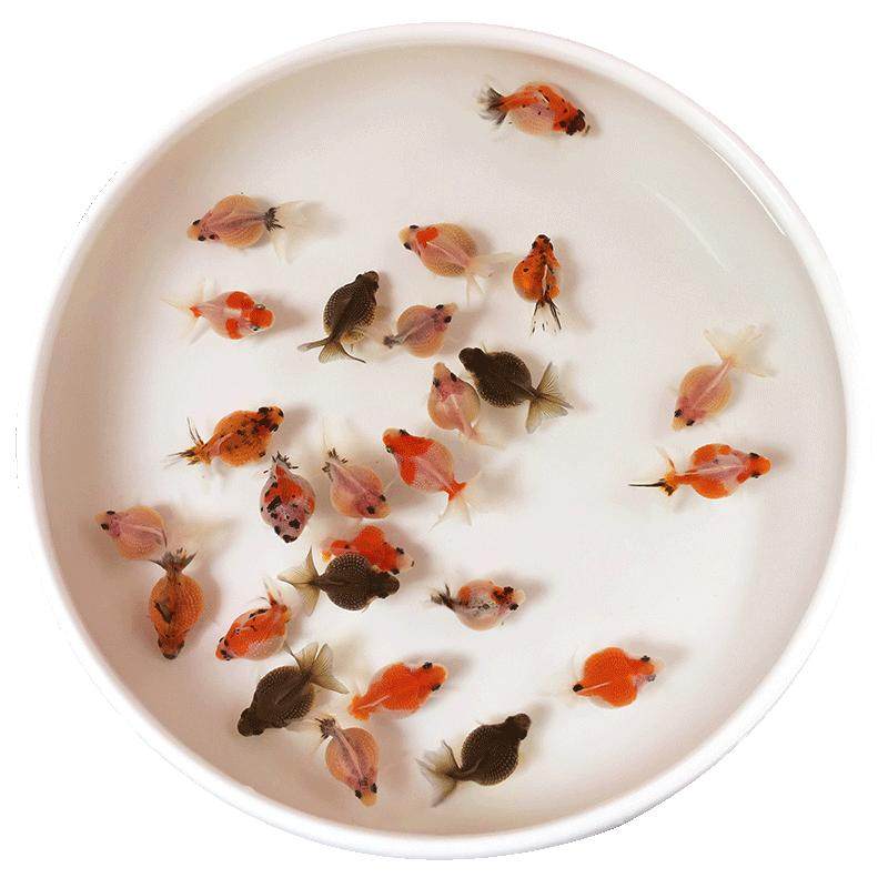 小金鱼活体耐活红白花鼠头珍珠皇冠珍珠宠物鱼冷水鱼淡水鱼观赏鱼