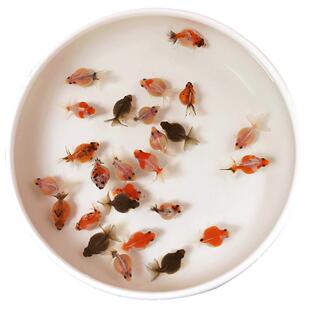 小金鱼活体耐活红白花鼠头珍珠皇冠珍珠宠物鱼冷水鱼淡水鱼观赏鱼