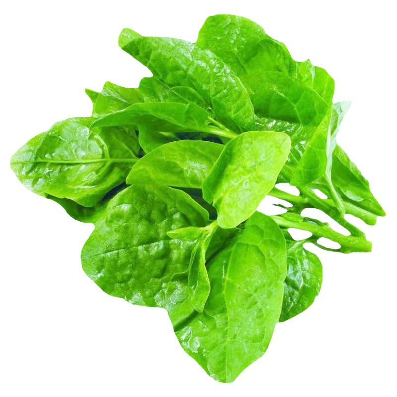 大叶木耳菜秧苗爬藤木耳菜苗四季