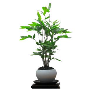 韩国黑竹苗好养易活米竹观音竹阳台绿植客厅室内办公室桌面盆栽