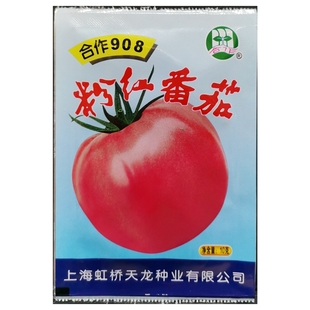 合作908粉红番茄种子非自封顶杂交肉厚大果西红柿种籽蔬菜10克/袋