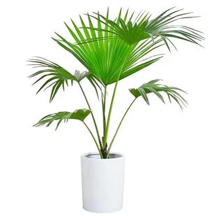 大型蒲葵大叶蒲圆叶室内吸甲醛净化空气客厅庭院好养活耐寒绿植