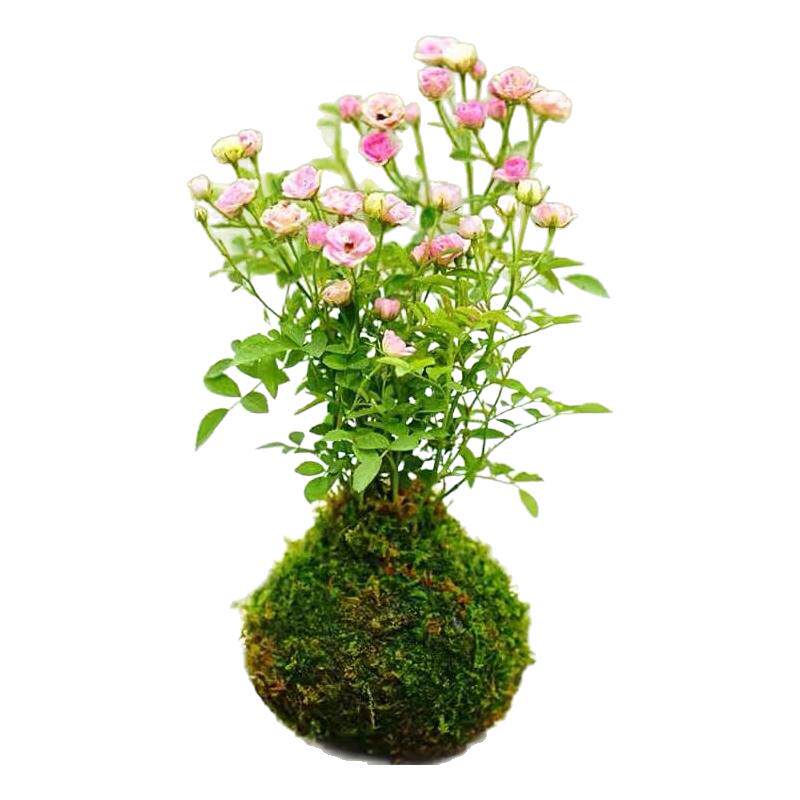 带花苞四季开花迷你超微型月季苔藓球阳台净化空气办公桌面绿花卉