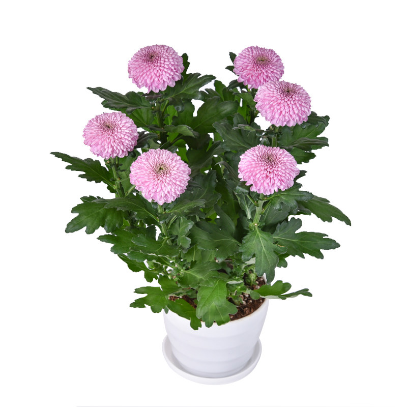 绿植带花混色阳台净化空气乒乓菊