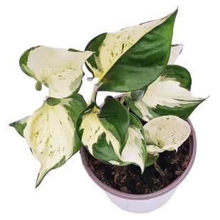 伴兮 快乐叶子绿萝锦化室内观叶绿植物盆栽净化空气水培进口热植