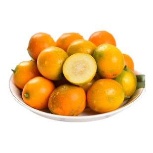 桂林脆皮金桔现摘新鲜水果纯甜不酸冰糖心广西小金桔100颗