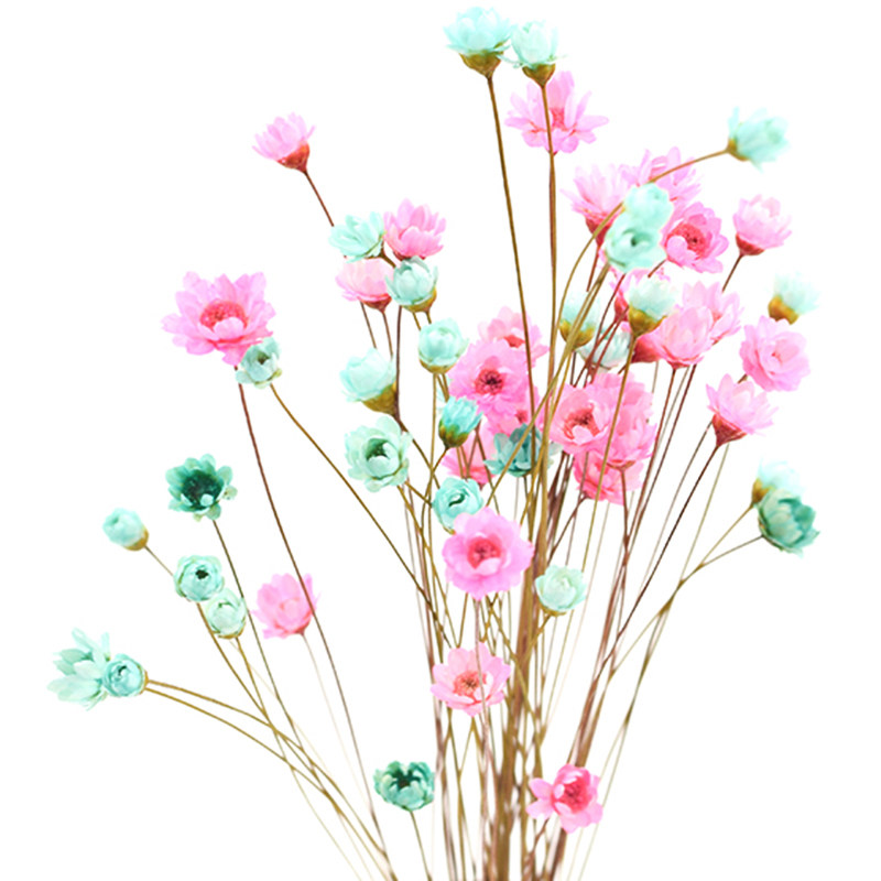 巴西小星花迷你小雏菊干花花束真花风干满天星干花装饰网红永生花