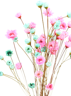 巴西迷你小雏菊干花满天星