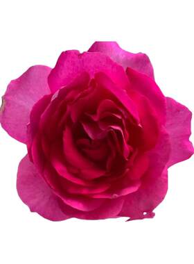 蔷薇大游行欧月大花浓香四季开花月季花苗爬藤月季花苗 藤本月季